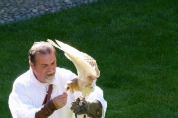 I Falconieri del Re - Dimostrazione di volo (Foto di Motta Marco)