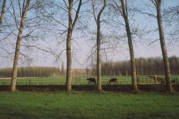 Immagini e Angoli di Scaldasole - Boschetto di Scaldasole